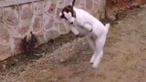 Cute and funny compilation of goats and sheep