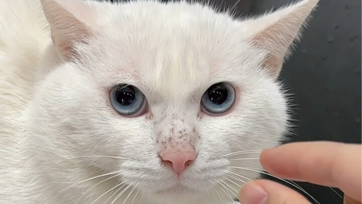Kucing betina kecil yang telah saya pelihara selama 2 tahun ternyata digauli oleh kucing liar