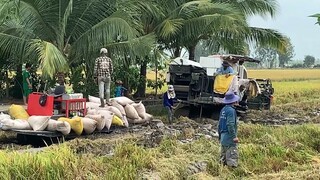 Máy kéo lúa mất lầy cấm đầu