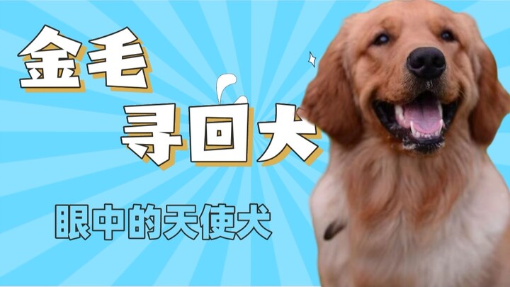 Anjing Golden Retriever memang sosok yang hangat dan perhatian—tapi tetap saja saya tidak merekomend