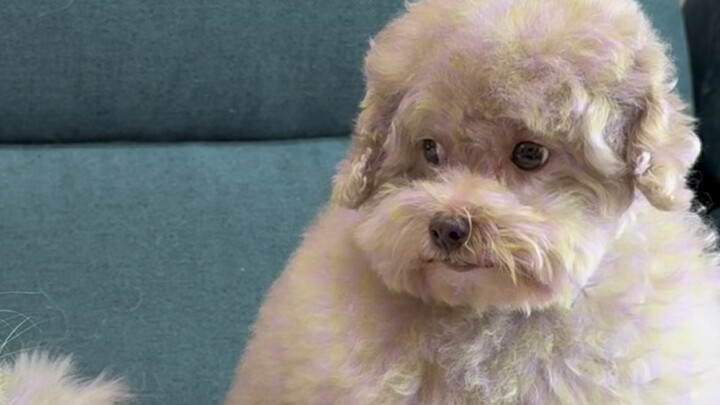 الخروف الصغير لا يعلم أنه كلب صغير