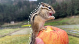 Animal|Test Squirrels' Speed in an Open Field
