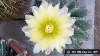 Cactus Plant Bloom Beautiful