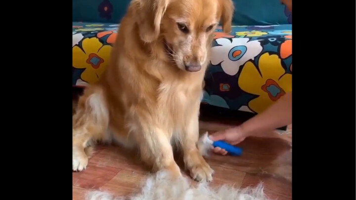 The dog was unhappy when being combed, but he turned happy in seconds after hearing his owner praise
