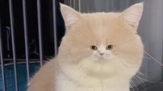 Life is really a headache for cats!