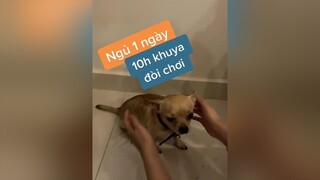 10h khuya tắt đèn nó mới đòi chơi! Thái độ vậy đó! 😖😖 chihuahua thucungvuinhon thucungdethuong Bựdog thucung bupicare chó chó_cưng