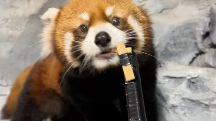 ยอมแล้วจริงๆ ที่ฉางซา กลับถูกสวนสัตว์แห่งนี้จัดการซะงั้น!