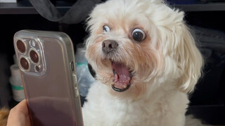 Can dogs distinguish between special effects and reality?