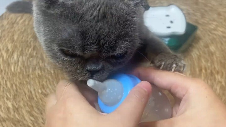Owner feeds the kitten: “I’m in a hurry—just drink straight from the bottle.”