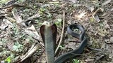 ular cobra Jawa ( Naja sputatrix )
