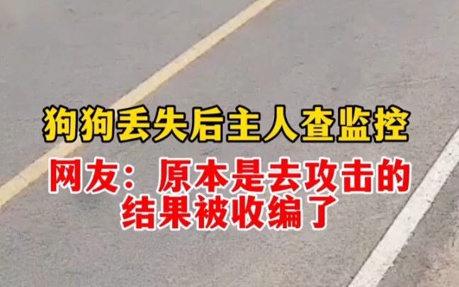 หลังจากสุนัขหาย เจ้าของตรวจสอบกล้องวงจรปิด ชาวเน็ตวิจารณ์: ทีแรกจะไปบุกเจ้านาย กลับถูกเจ้านายดูดเข้า