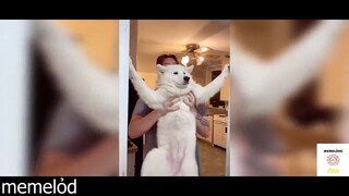 Cười một chút rồi thôi 1TK #funny