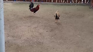 #stag vs cock. binaliaan ng dalawang paa ang kalaban