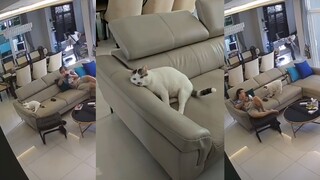 The status of cats at home is getting higher day by day