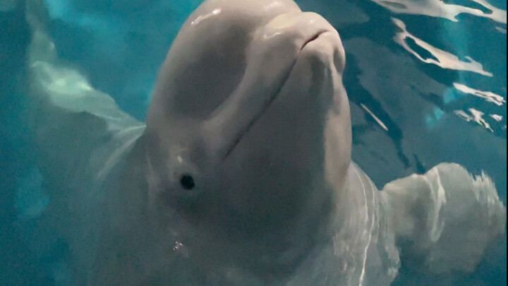 เสี่ยวเฮยเริ่มคิดเล็กคิดน้อยอีกแล้ว!