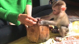 Monkey Mino help mom working with coconut