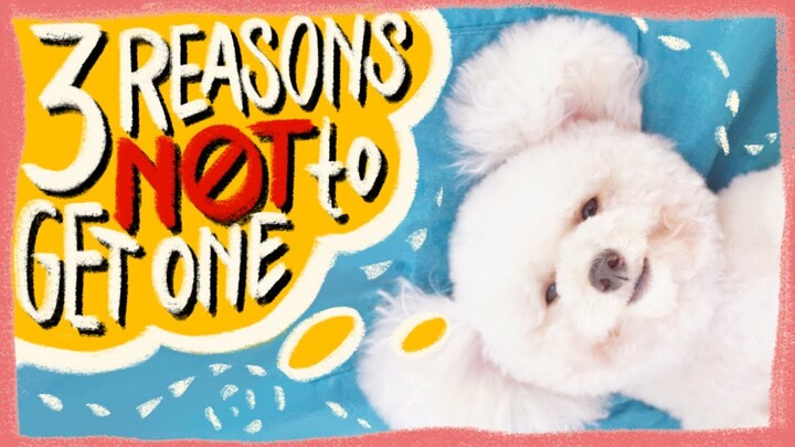 3 BIGGEST REASONS Not to Get a Poodle | Reality of owning a dog | The Poodle Mom