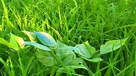 beautiful nature