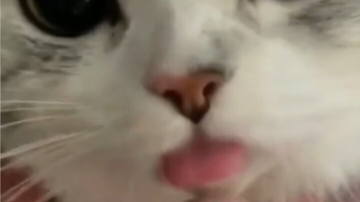 Such a cute little tongue sticking out—of course I have to give it a little nudge.