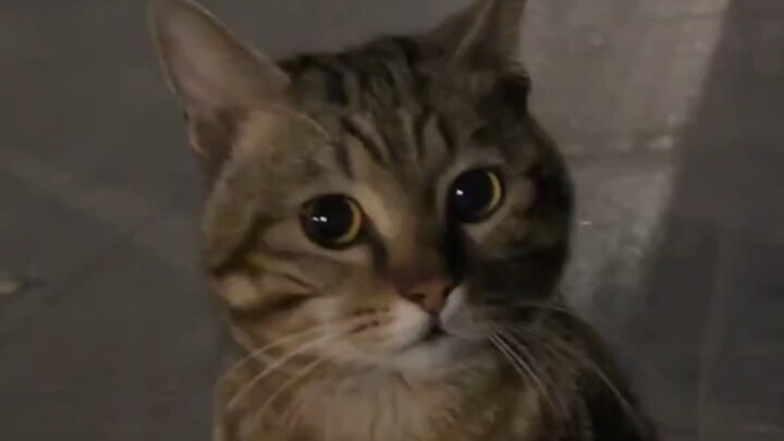 Mèo: Nói chuyện nghe hay quá, cái mỏ nhỏ cứ như bôi phân vậy!