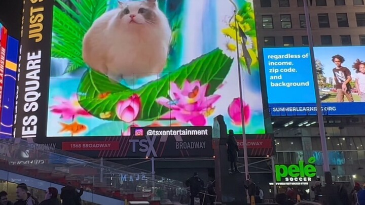 Kirimkan video sederhana tentang ibu saya yang sedang memotong kucing ke Times Square di New York (b