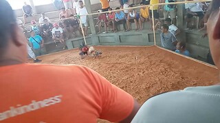 lakas Ng bulik