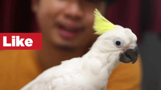 ป้อนลูกนก ป้อนลูกนกด้วยสายป้อน