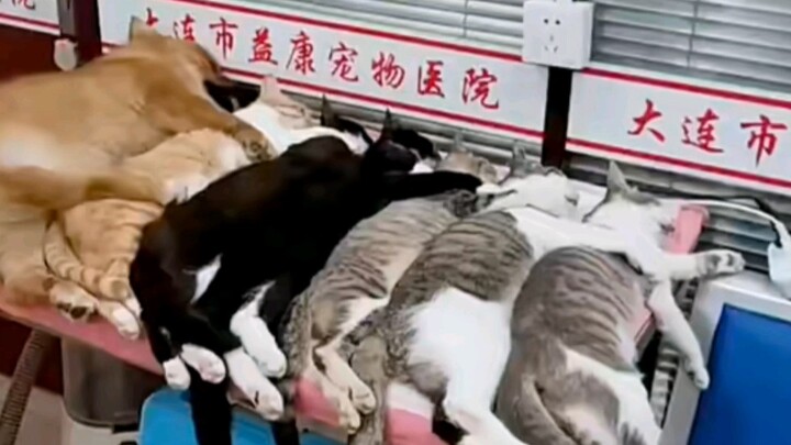 Pigeon Egg Dream Team!