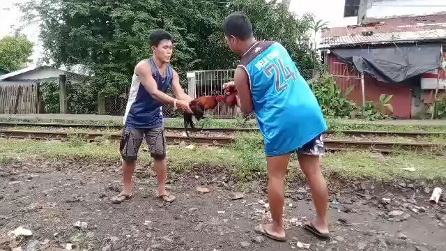 sparring