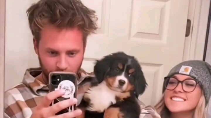 توثيق عام كامل لكلب صغير بطريقة مميزة