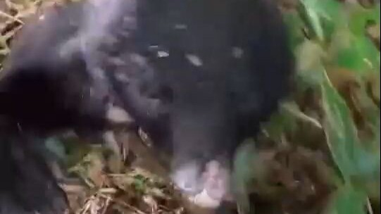 While hiking in the wilderness, you chased away a little black bear that was trying to eat you with 