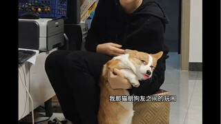 Dog: Help me contact the British Embassy