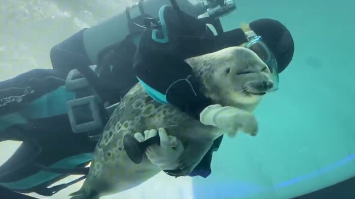 Saat penyelam membersihkan kaca, ada seekor anjing laut kecil yang suka mengacau di sampingnya!