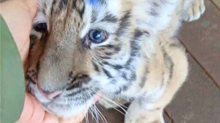At first, it was super fierce, but as soon as it recognized its human, it came right over for cuddle