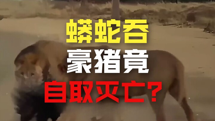 ماذا حدث لاحقًا للحيوانات التي امتلأت أجسامها بأشواك القنافذ؟