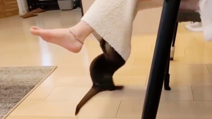 นาก: ฉันจะมาดูหน่อยว่าในขากางเกงของแขกท่านนี้มีอะไรอยู่...