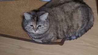 这可能是世界上最可怜的猪了……