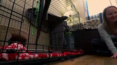 My Cat From Hell (Season 10) Episode 03 - Ferocious Foster (sub indo)