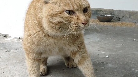 Kế hoạch trả thù của Đại Cát - Kỳ 2: Từ chối bạo lực, lấy văn hóa kết giao bạn bè