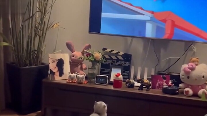 The cat watched Tom and Jerry and completely immersed himself in the plot, jumping up and down anxio
