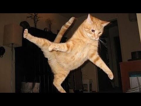 TAHAN MULES..!! 3 menit Liat Kelakuan Kucing Koplak Paling imut