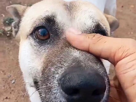 Dog: Don’t I have any pride?