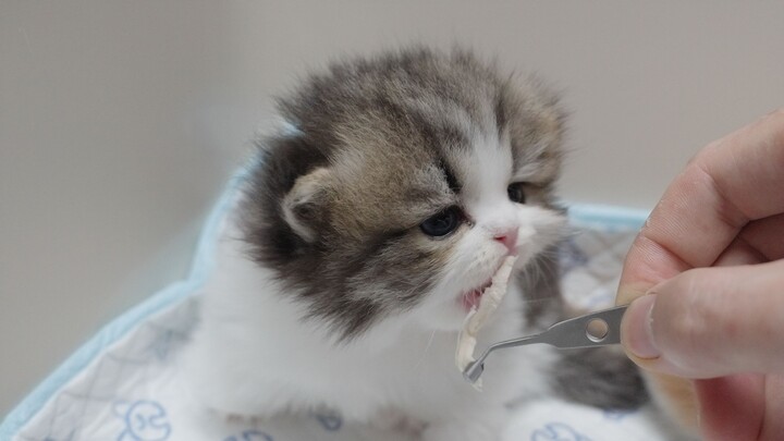 Teaching a Baby Kitten to Eat Meat for the First Time—Too Adorable to Handle!
