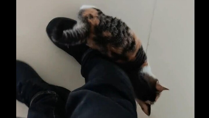 Dibawa oleh anak kucing untuk menyelamatkan induk kucing, dan masih sempat berterima kasih!