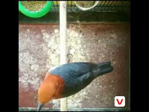 Pancingan suara anis merah yang belajar ngeplong