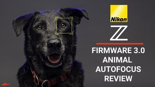 Nikon Z Firmware 3.0 Animal Autofocus Review // Dogs & Wildlife Photography