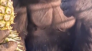 Gorilla is eating a huge pineapple