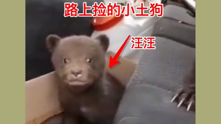 Anjing jalanan kecil yang kutemukan di jalan, kok rasanya ada yang aneh?