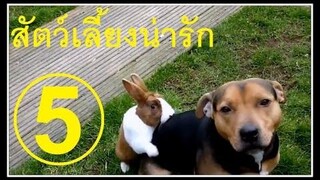 คลิปตลก สัตว์เลี้ยงน่ารัก 5