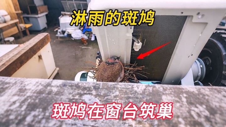 A spotted dove took shelter from the rain on the girl’s windowsill and unexpectedly found a warm hav
